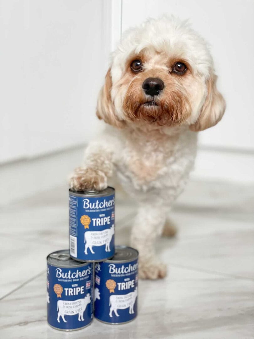 THE BEST FOOD FOR YOUR DOG? GIVE TRIPE A TRY!