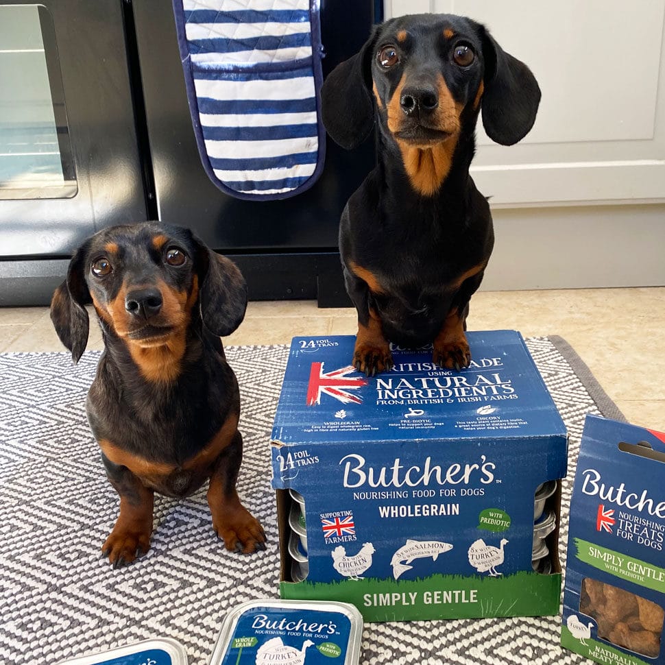 Two dogs with Butcher's recipes in recyclable packaging