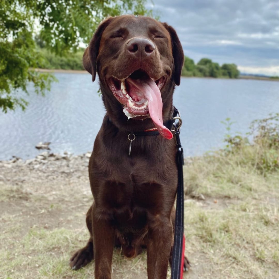 The Ultimate Guide To Choosing A Pet Sitter