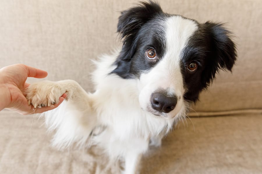 ‘What does it mean when…?’ A guide to dog behaviour