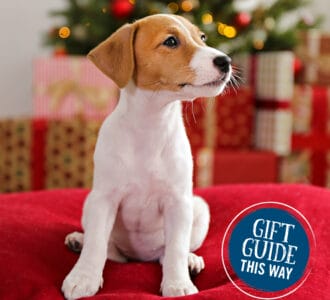 Jack Russell puppy sitting in front of Christmas tree and presents. Roundel reads GIFT GUIDE THIS WAY